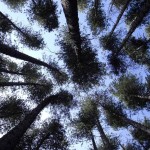 Pinus radiata drevesa