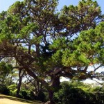 Pinus radiata drevo